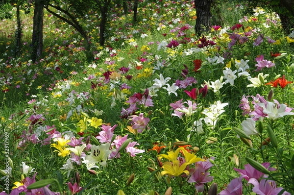 Obraz Lilies
