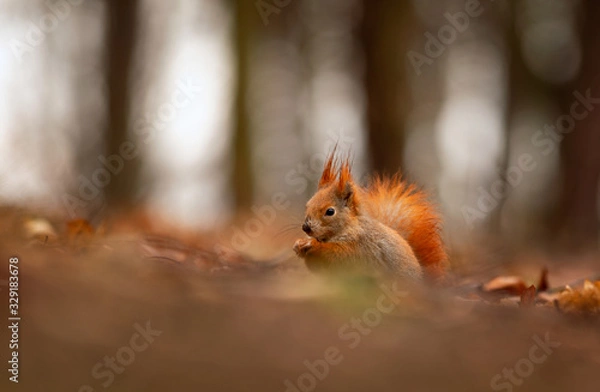 Obraz watching of red squirrel in czech nature