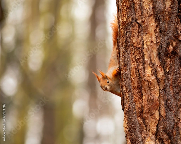 Obraz watching of red squirrel in czech nature