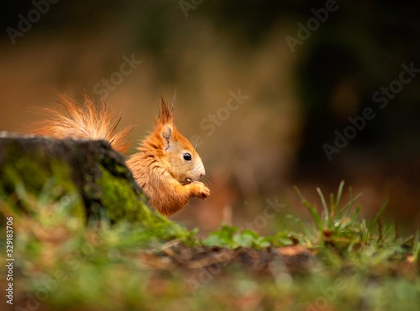 Obraz watching of red squirrel in czech nature