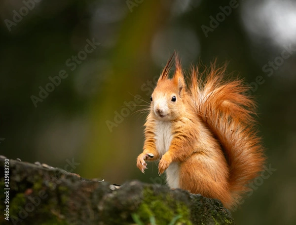 Obraz watching of red squirrel in czech nature