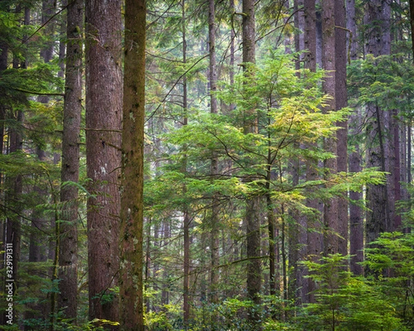 Fototapeta Filtered sunlight falling on a young western hemlock sapling growing in a temperate rainforest in British Columbia, Canada.