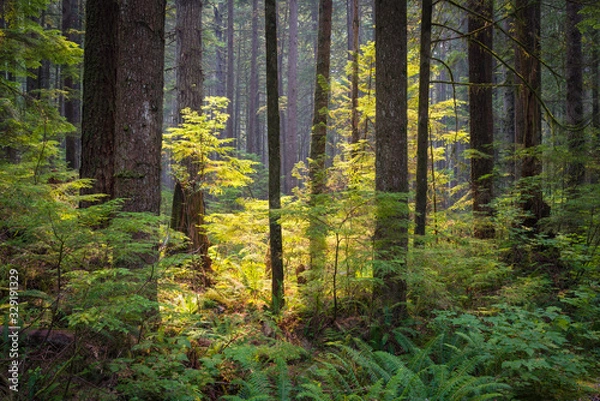 Fototapeta Filtered sunlight falling on a young western hemlock sapling growing in a temperate rainforest in British Columbia, Canada.
