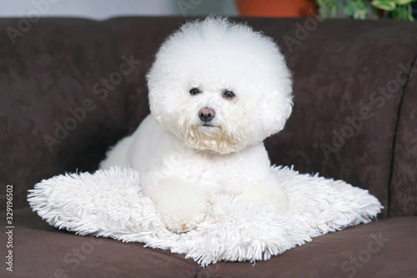 Fototapeta Cute Bichon Frise dog with a stylish haircut (show cut) posing indoors lying down on a white pillow on a brown couch