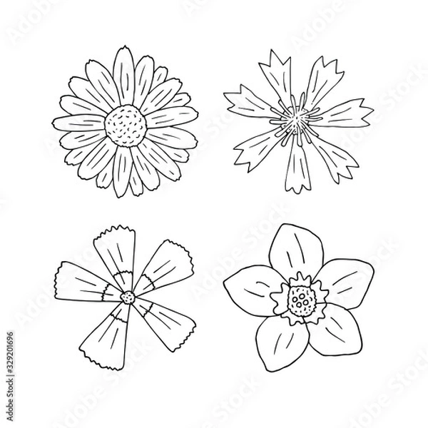 Fototapeta Vector set bundle of hand drawn doodle sketch field flowers isolated on white background