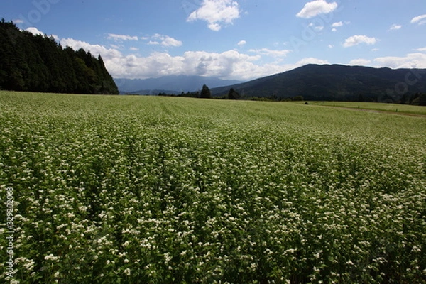 Fototapeta そば畑