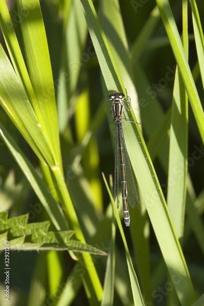 Fototapeta white legged damselfly