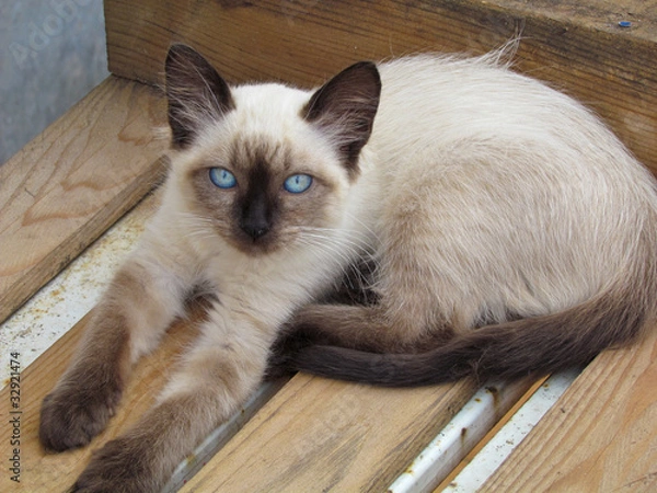 Obraz siamese cat