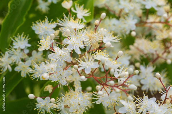 Obraz クロミノニシゴリの花