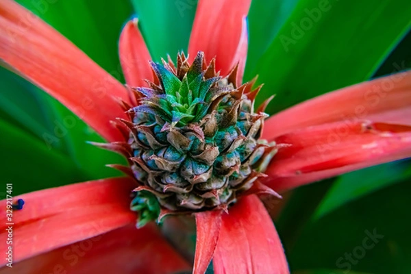 Obraz Pineapple Plant