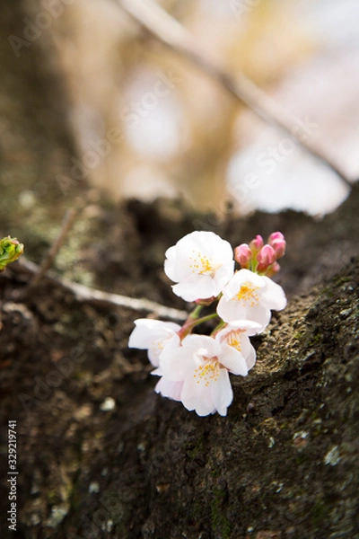 Fototapeta 日本の桜