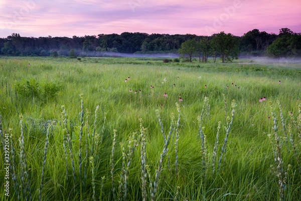 Obraz Round-headed bush clover and purple coneflower rise above the prairie grasses at sunrise.