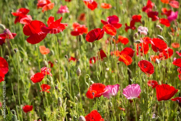 Fototapeta 天空のポピー