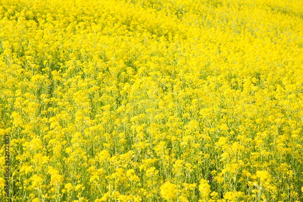 Obraz 菜の花畑
