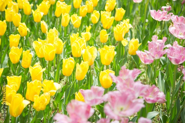 Obraz 満開のチューリップ