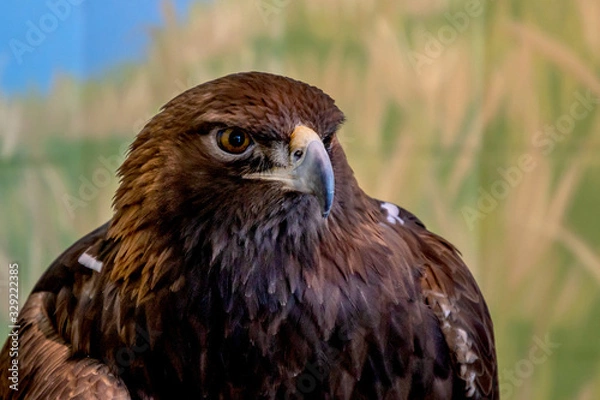 Obraz A close portrait of a golden eagle on a forest background
