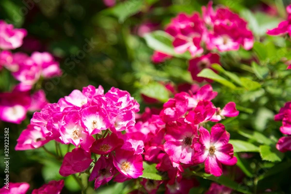 Obraz ピンクの薔薇