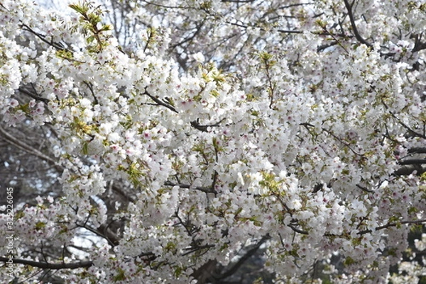 Obraz Cherry blossoms in full bloom / In spring, cherry blossoms begin to bloom all over Japan. It is a very fun season for Japanese people to have a banquet under a cherry tree.