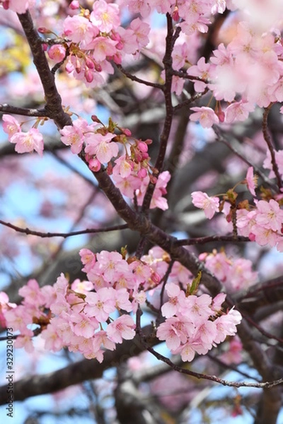 Fototapeta 河津桜
