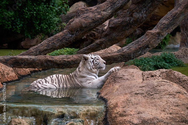 Obraz White tiger in zoo