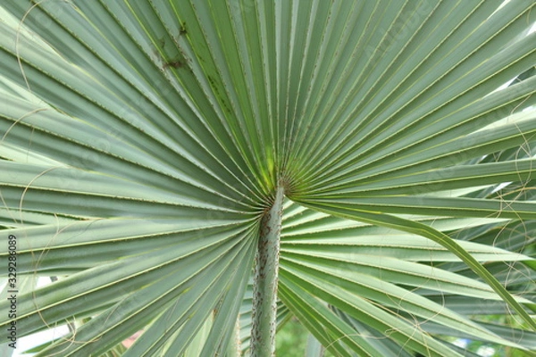 Fototapeta a striped leaf with a stem in the middle