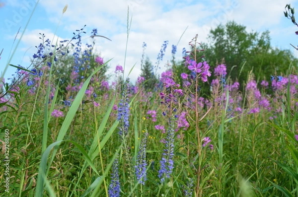 Fototapeta field of wild flowers