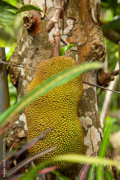 Obraz jackfruit on tree