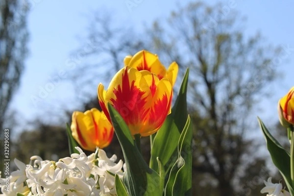 Obraz yellow tulips in spring