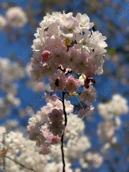 Obraz flowers in spring