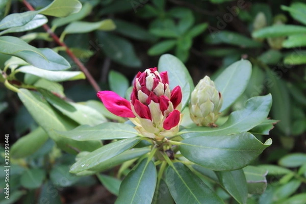 Obraz flower in garden