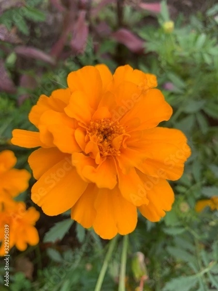 Obraz orange flower