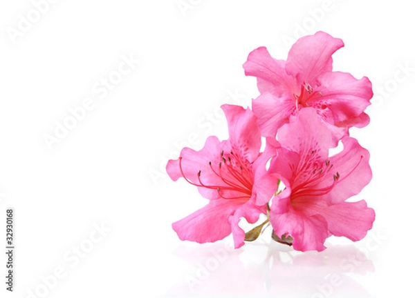 Fototapeta Trzy rododendrony