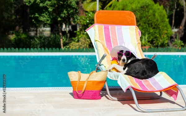 Obraz Funny dog resting on summer vacation