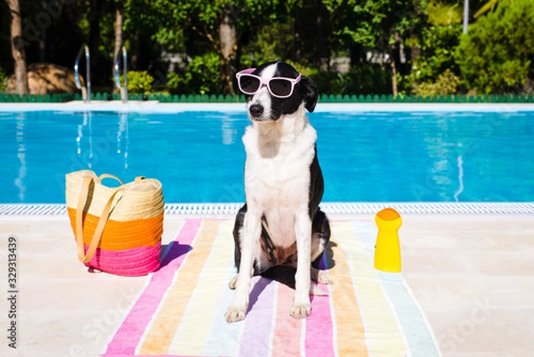 Obraz Funny dog on summer vacation at swimming pool