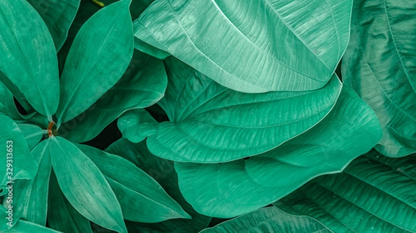 Obraz Close-up of fresh green leaves growing in forest. Green background