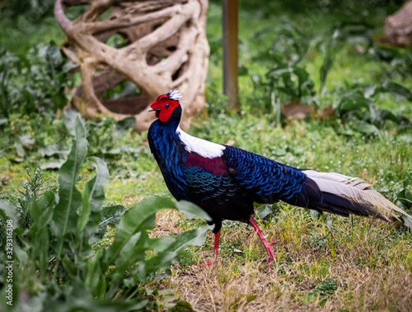 Fototapeta A Swinhoe Pheasant Walks Along The Ground And Shows Off Its Feathers