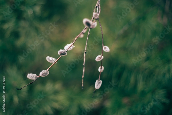 Obraz Willow branch with blossom