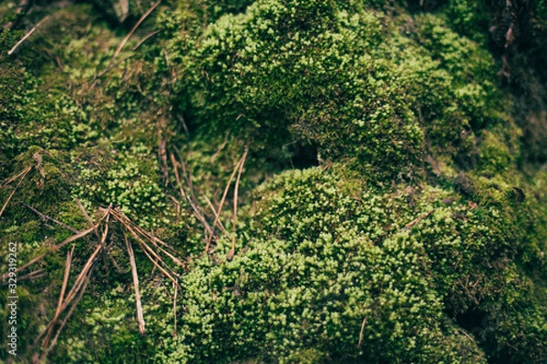 Obraz Green moss texture