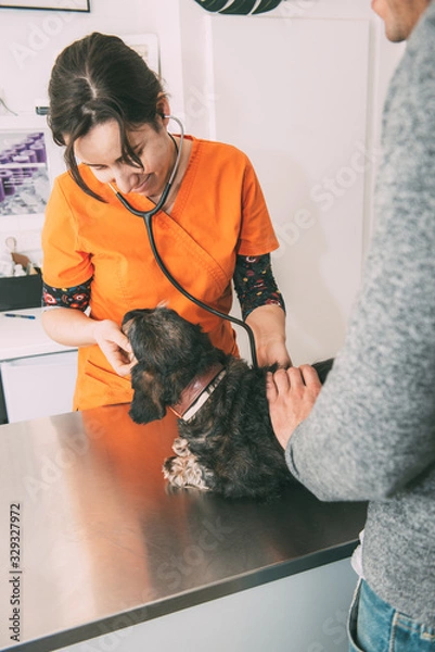 Fototapeta Young vet with stethoscope checking dog in front of animal owner