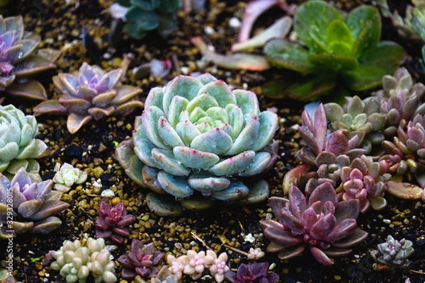 Obraz 多肉植物