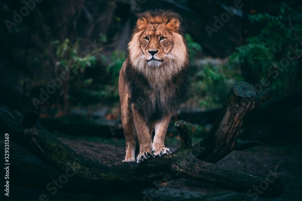Obraz male lion