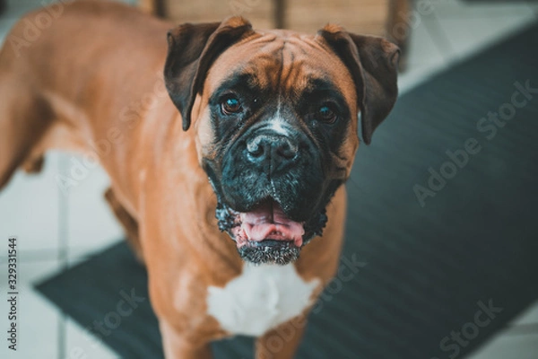 Obraz boxer dog portrait