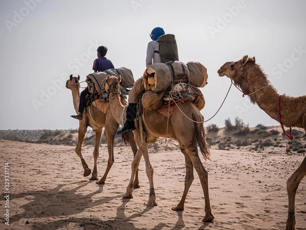 Fototapeta Camels in the middle of a desert with backpacker 