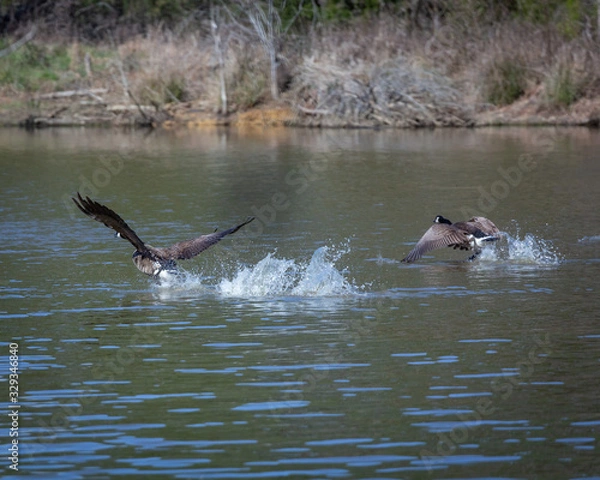 Fototapeta Geese taking off from a pond