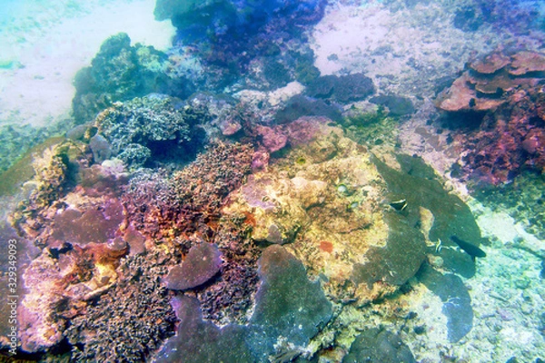 Obraz 海　ダイビング　写真　