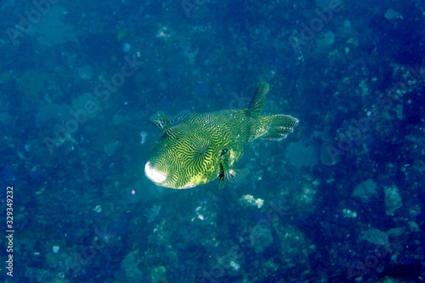 Obraz 海　ダイビング　写真　