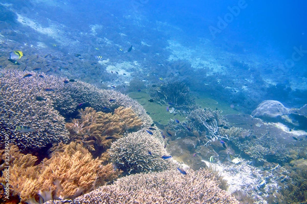 Obraz 海　ダイビング　写真　