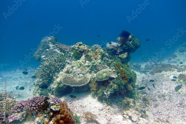 Obraz 海　ダイビング　写真　