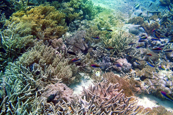 Obraz 海　ダイビング　写真　