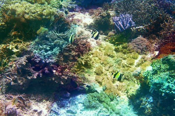 Obraz 海　ダイビング　写真　